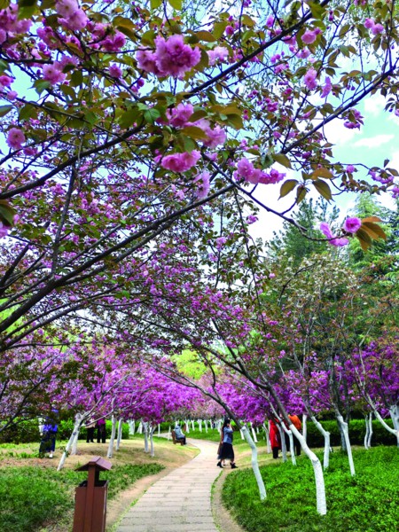 一城繁花,正待你前来邂逅